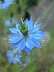 image of flower