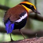 image of bird