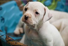 image of animal