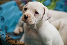 image of american_bulldog #1