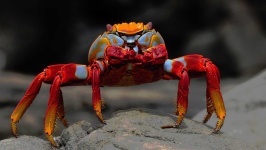 image of animal