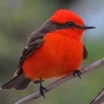 image of bird