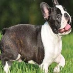 image of animal