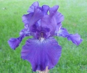 image of bearded_iris #15