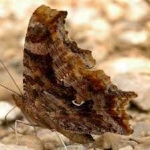 image of animal