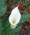 image of flower