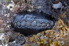 image of chiton