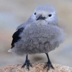 image of bird