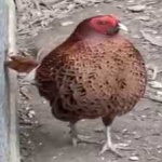 image of bird
