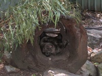 image of wombat