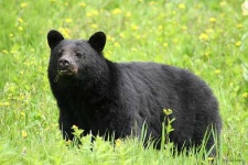 image of american_black_bear