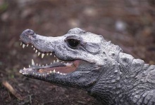 image of african_crocodile