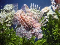 image of lionfish