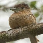 image of bird