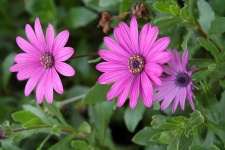 image of flower