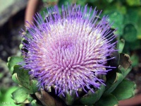 image of artichoke_flower #36