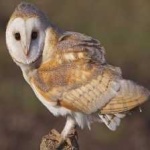 image of barn_owl #4