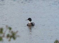 image of red_breasted_merganser
