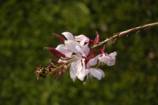 image of flower