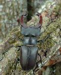 image of beetle #44