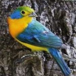 image of bird