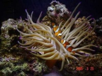 image of sea_anemone