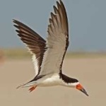 image of bird