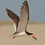 image of black_skimmer #7