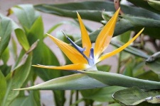 image of flower