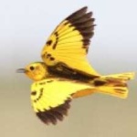 image of golden_pipit