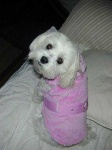 image of maltese_dog