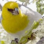 image of bird