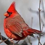 image of bird