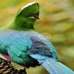 image of bird