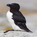 image of bird