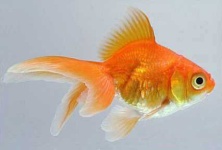 image of goldfish