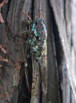 image of cicada