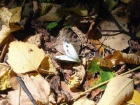 image of cabbage_butterfly