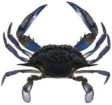 image of crab