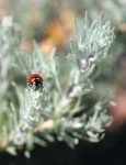 image of leaf_beetle