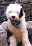 image of old_english_sheepdog #8