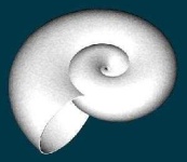 image of nautilus