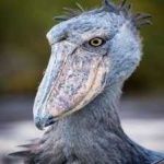 image of bird