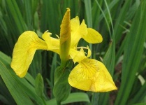 image of yellow_iris #30