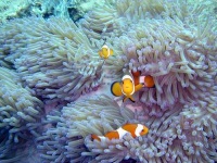 image of anemone_fish