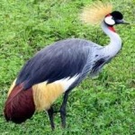 image of bird