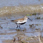 image of red_backed_sandpiper
