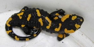 image of european_fire_salamander