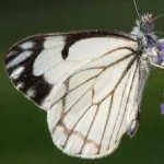 image of animal
