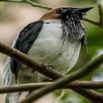 image of bird